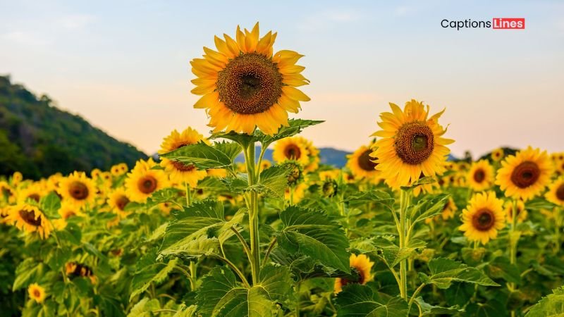 Best Sunflower Captions