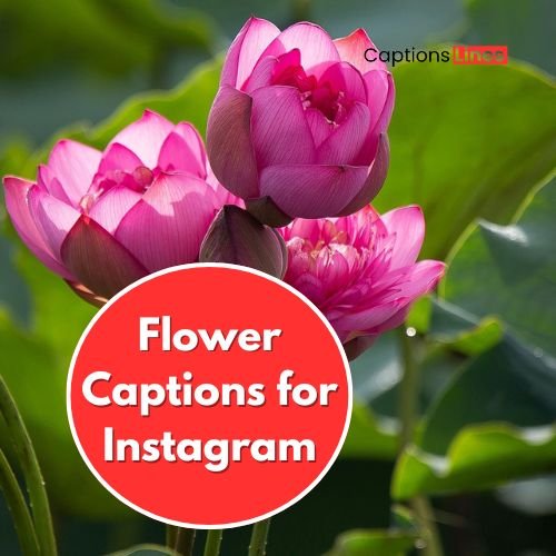 175+ Flower Captions for Instagram 2 Flower Captions for Instagram
