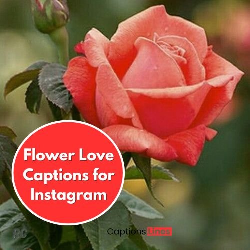 175+ Flower Captions for Instagram 3 Flower Love Captions for Instagram